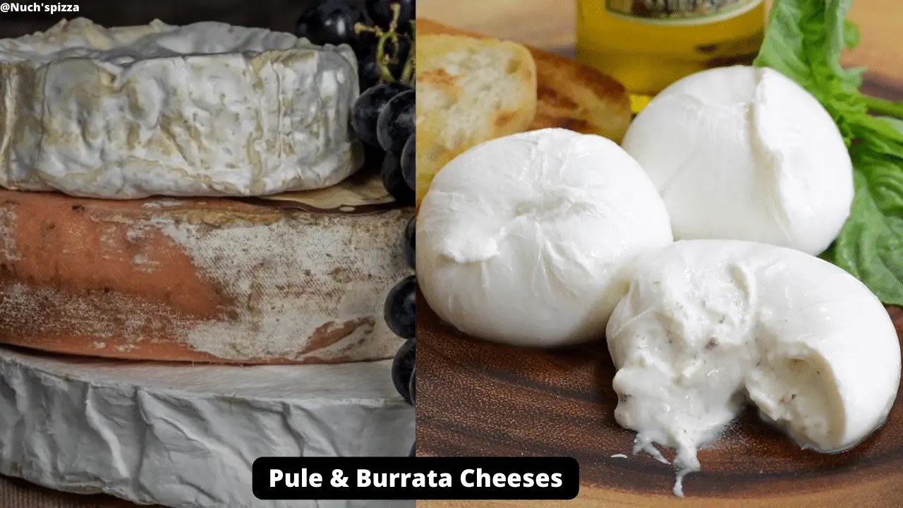 Pule and Burrata cheeses 